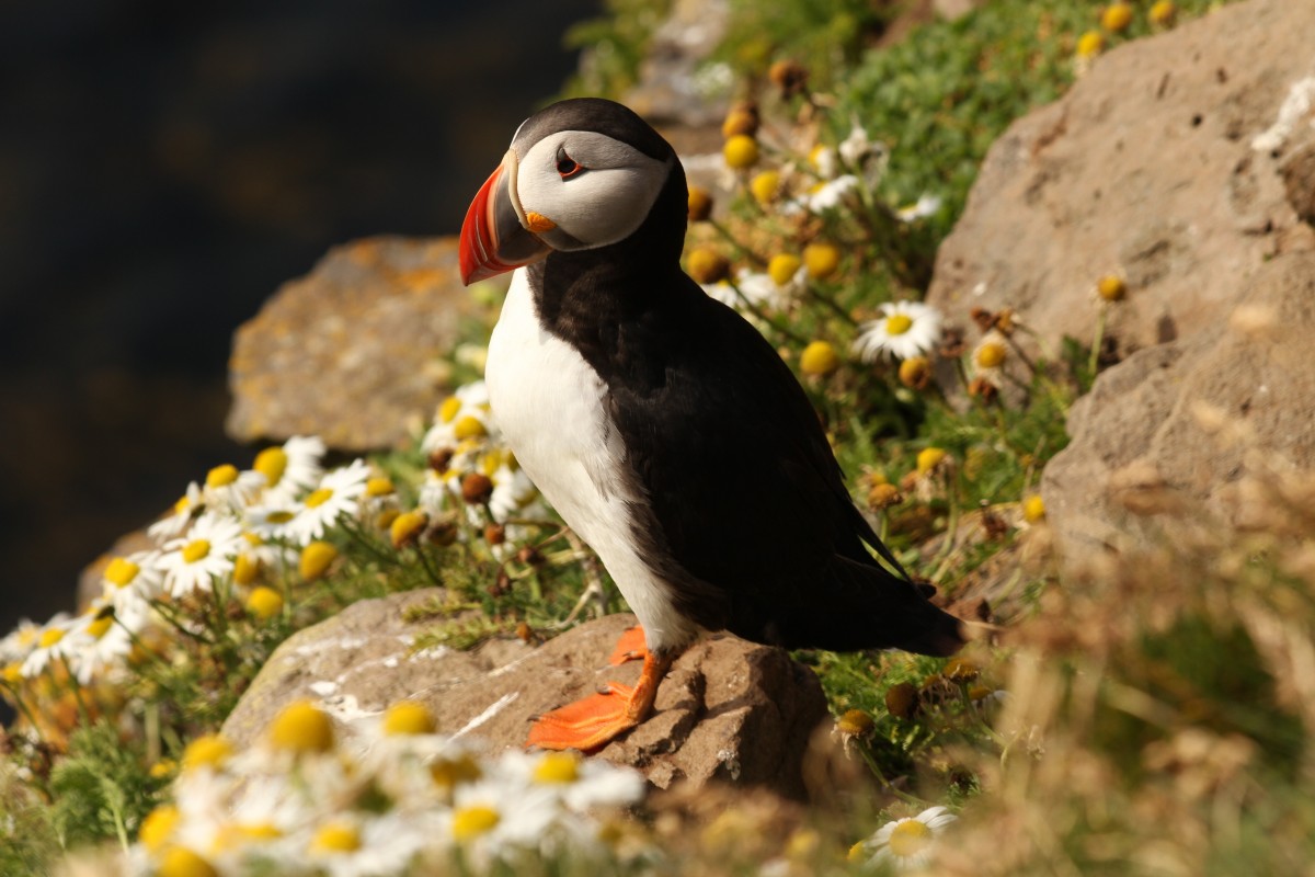 Pembrokeshire macareux moine