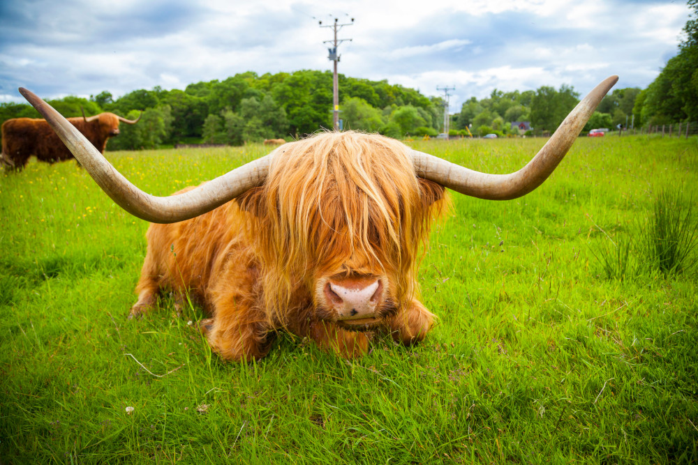 Highland Cattle on Field