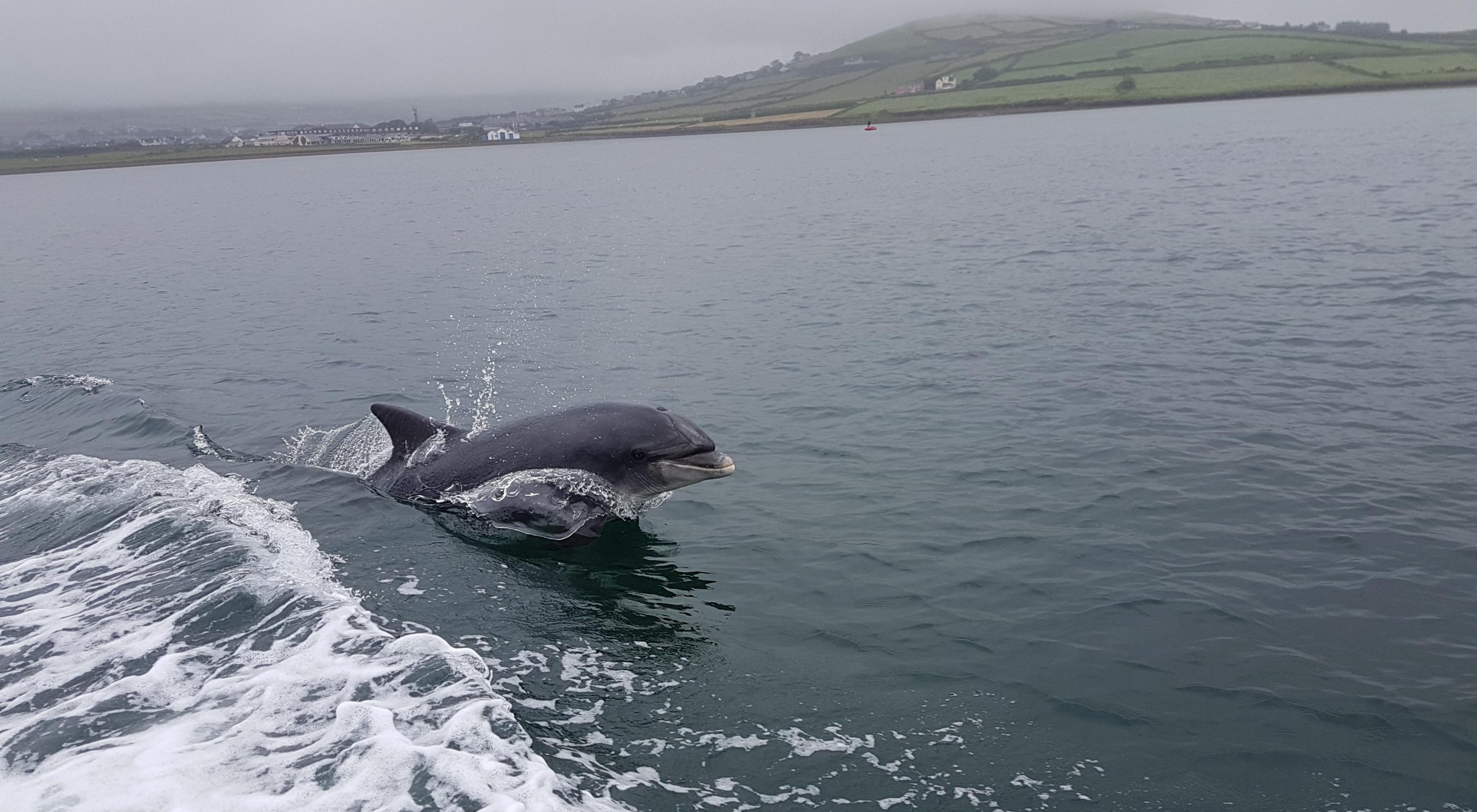 Dingle Way: Fungie der Delfin hat Jahrzehntelang die Besucher in Dingle erfreut