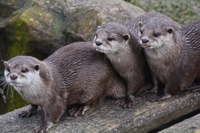 Wildlife in Ireland - Hillwalk Tours Self-Guided Hiking Tours