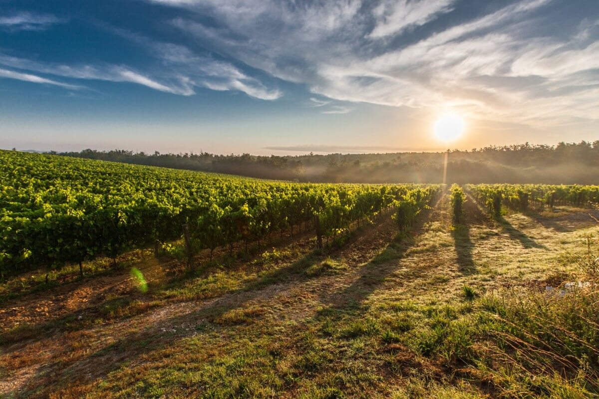 Wein-Anbau in den South Downs