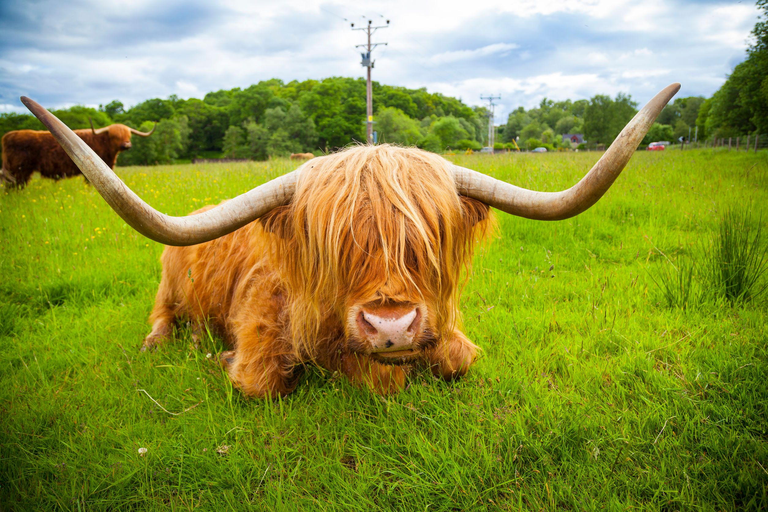 Highland Cow