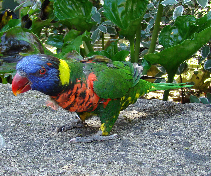 South West Coast Path Attraction -A Rainbow Lorikeet at Paradise Park, Cornwall, England