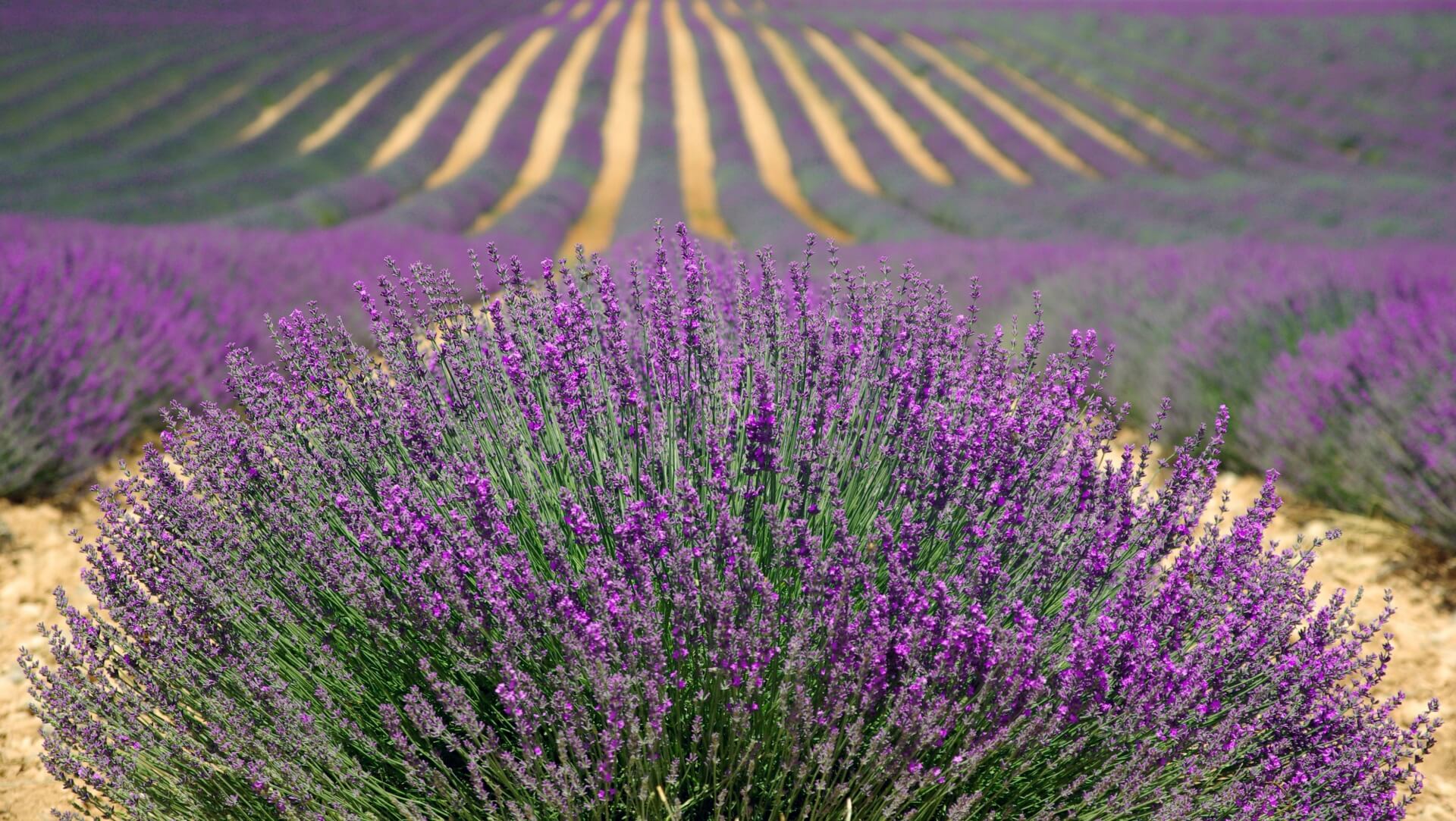 lavender field 15314590395dm