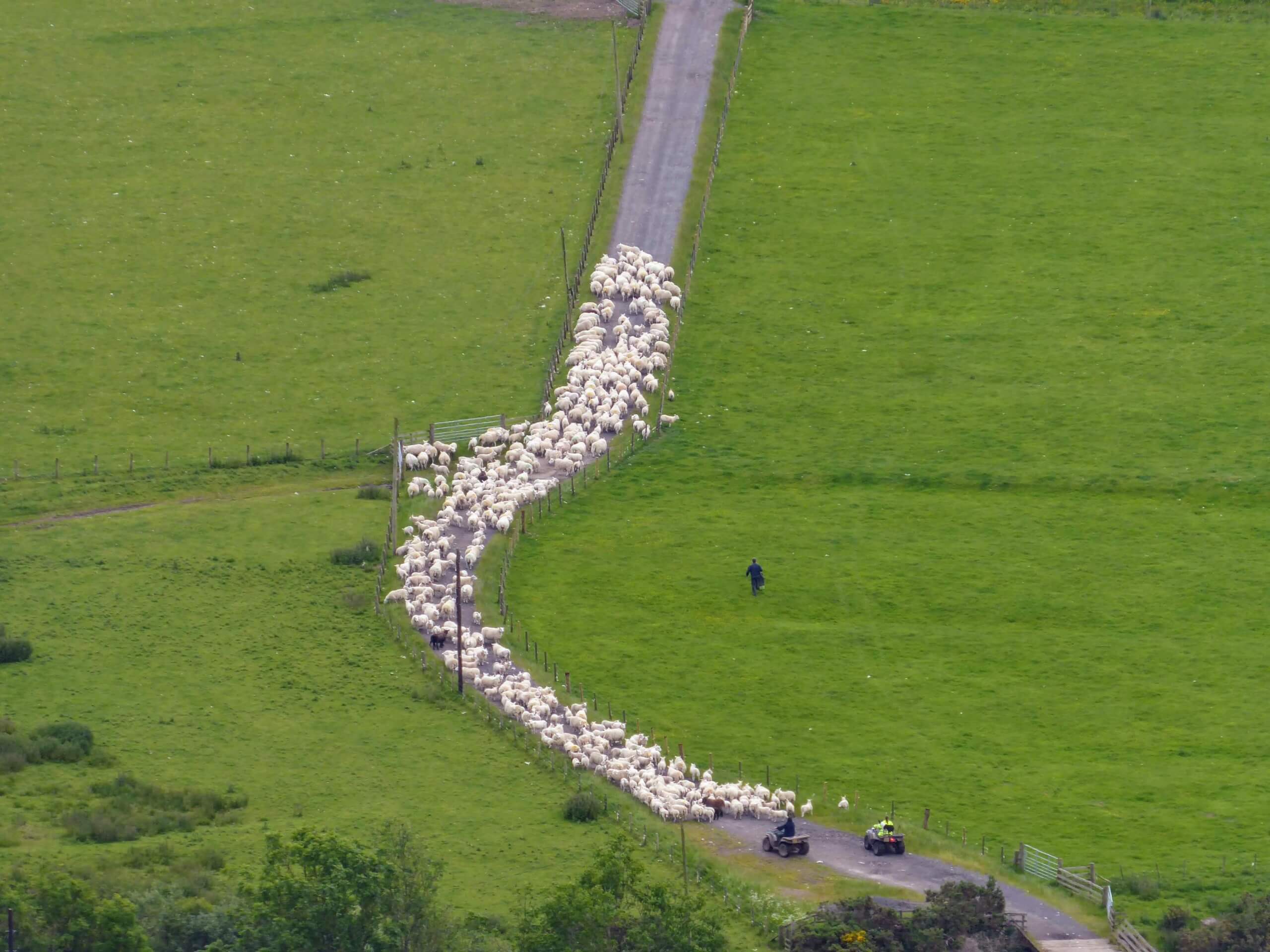 Schafherde auf dem St. Cuthbert's Way