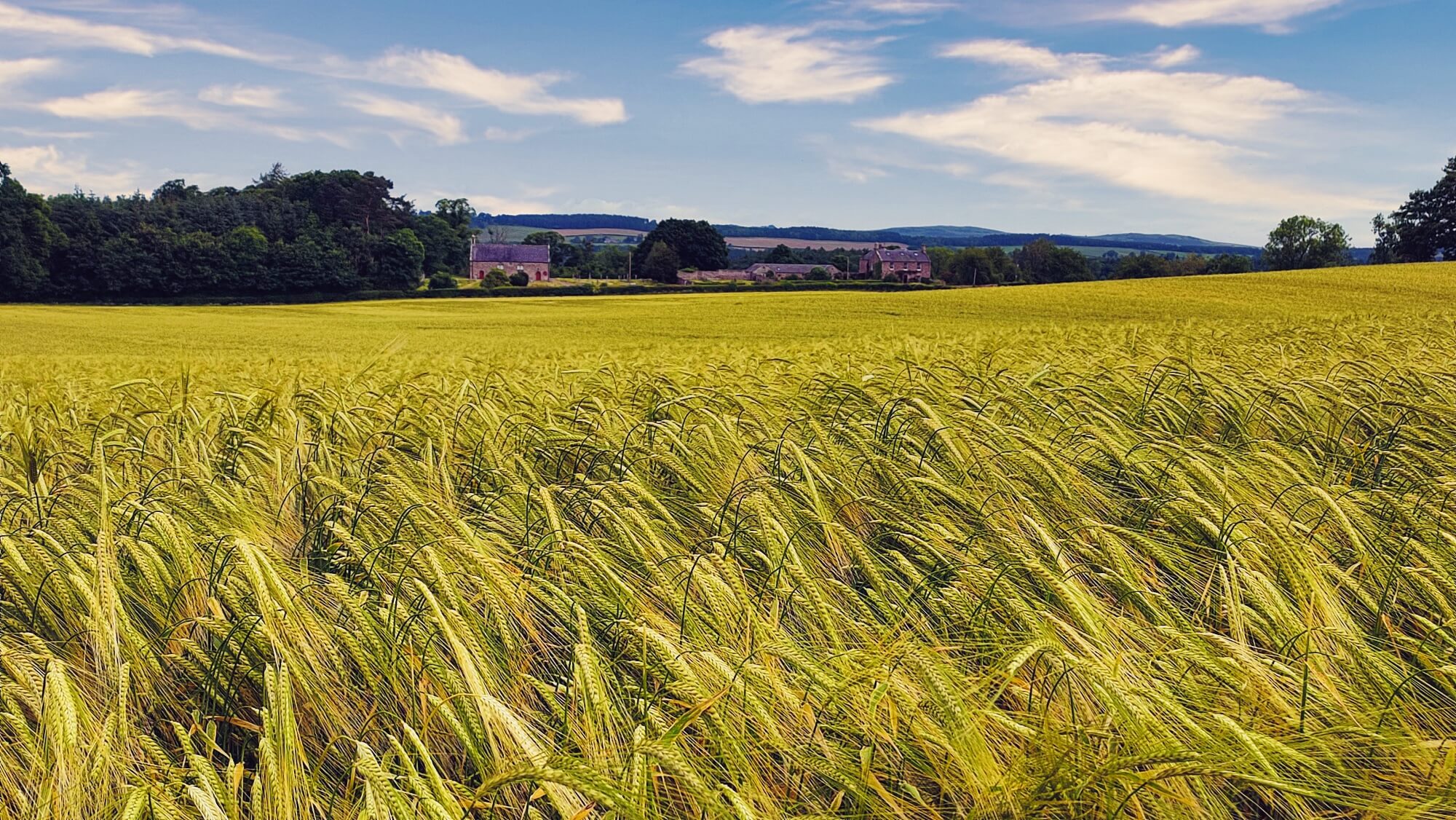 St Cuthbert's Way - Fields of Wheat