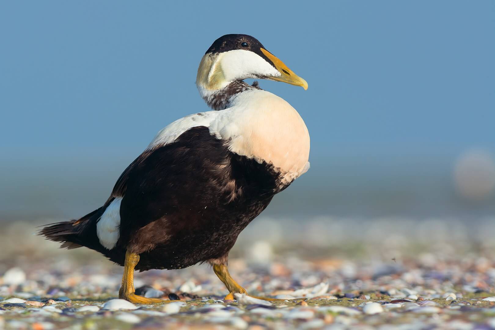 common eider (somateria mollissima)